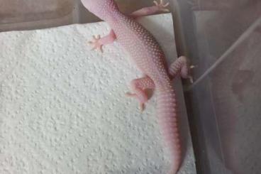 Geckos kaufen und verkaufen Foto: Leopard geckos, Eublepharis macularius 