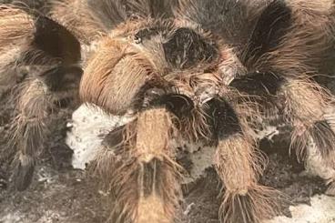 - bird spiders kaufen und verkaufen Photo: Wegen Bestandsumstellung 