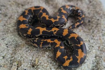 Schlangen kaufen und verkaufen Foto: Kenianische Sandboas(Erxy colubrinus loveridgei) 