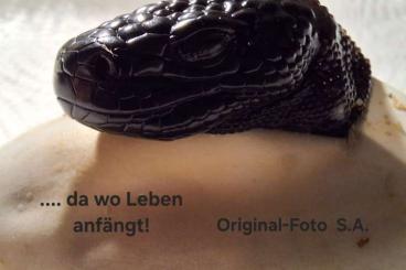 Lizards kaufen und verkaufen Photo: ..... da wo Leben anfängt ! 