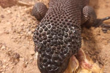 Lizards kaufen und verkaufen Photo: ..... da wo Leben anfängt !