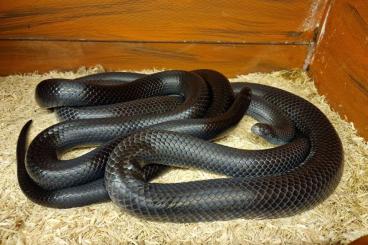 Snakes kaufen und verkaufen Photo: Lampropeltis micropholis (gaigeae) NZ 2024