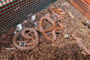 Schlangen kaufen und verkaufen Foto: Lampropeltis knoblochi NZ 2024