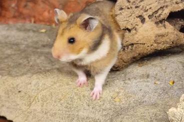 Exotic mammals kaufen und verkaufen Photo: Syrische Goldhamster Mesocricetus 