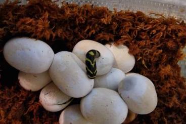 Schlangen kaufen und verkaufen Foto: NZ 2024 Euprepiophis mandarinus 