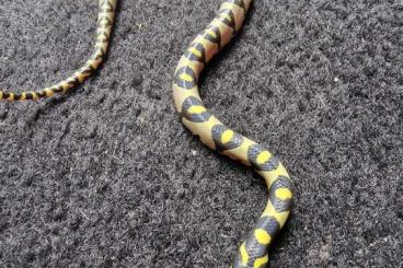 Snakes kaufen und verkaufen Photo: Mandarinnattern abzugeben