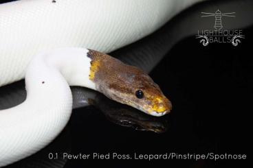 Königspythons kaufen und verkaufen Foto: Python Regius/ Königspython Königspythons kaufen und verkaufen Foto: Python Regius/ Königspython