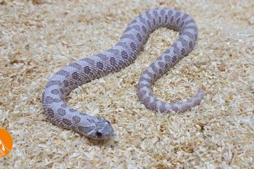 Schlangen kaufen und verkaufen Foto: Heterodon Nasicus for Houten Snakeday