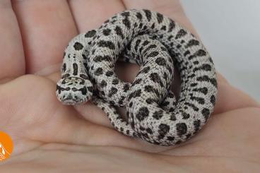 Snakes kaufen und verkaufen Photo: Heterodon Nasicus for Hamm