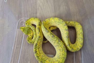 Snakes kaufen und verkaufen Photo: 1.1 Morelia viridis biak sub adult