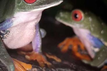 frogs kaufen und verkaufen Photo: Rotaugenlaubfrosch ///Agalychnis callidryas