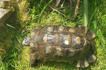 Tortoises kaufen und verkaufen Photo: Breitrandschildkröte, Testudo marginata, NZ 2000, GECHIPT