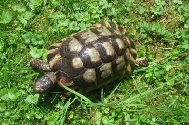 Tortoises kaufen und verkaufen Photo: Breitrandschildkröte, Testudo marginata, NZ 2000, GECHIPT