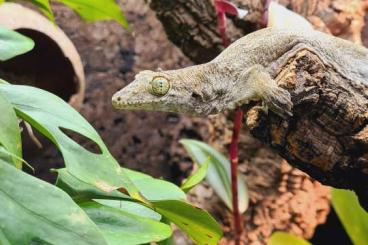 Geckos kaufen und verkaufen Photo: Gehyra marginata (Halmahera Riesengecko)