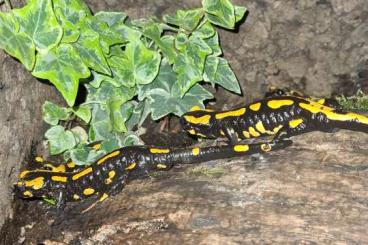 Salamander kaufen und verkaufen Foto: Salamandra salamandra (salamandra & terrestris)