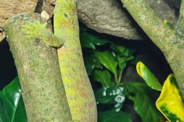 Geckos kaufen und verkaufen Foto: Mniarogekko chahoua Nz '24