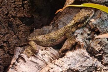 Geckos kaufen und verkaufen Foto: 0.0.2 Ptychozoon kuhli Nz'24