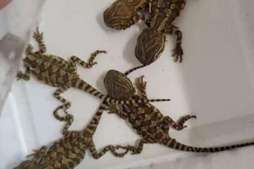 Bearded dragons kaufen und verkaufen Photo: Reinerbige Zwergbartagamen babys