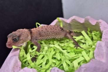 Lizards kaufen und verkaufen Photo: 1.2 Nephrurus cintus ready to go