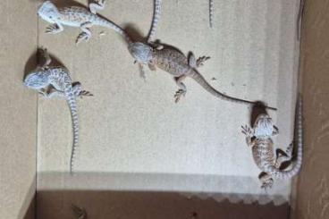Bearded dragons kaufen und verkaufen Photo: Bartagamen Jungtiere in Zitronengelb Bearded dragons kaufen und verkaufen Photo: Bartagamen Jungtiere in Zitronengelb