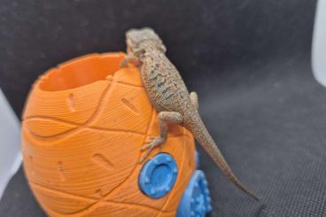 Bearded dragons kaufen und verkaufen Photo: Bartagamen Jungtiere in Zitronengelb