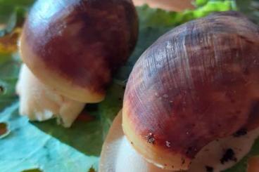 Schnecken kaufen und verkaufen Foto: Archachatina ventricosa  3-er- Gruppe      30,- €