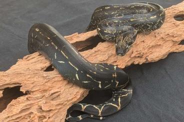 Boas kaufen und verkaufen Photo: Boa c imperator Blood ...