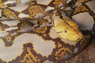 Pythons kaufen und verkaufen Photo: 0.1 Python reticulatus ADULT 