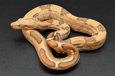 Boas kaufen und verkaufen Foto: Boa c. imperator VPI , Blood 