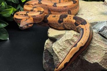 Boas kaufen und verkaufen Photo: Boa c. imperator VPI , Blood, IMG,Nic+ Boas kaufen und verkaufen Photo: Boa c. imperator VPI , Blood, IMG,Nic+