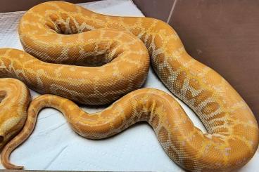 Pythons kaufen und verkaufen Foto: Python Bivittatus Hypo Caramel het. Labyrinth 2024