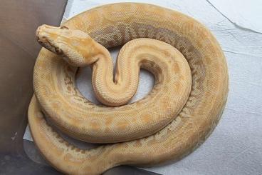 Pythons kaufen und verkaufen Foto: Python Bivittatus Hypo Albino Labyrinth 66% het. Caramel 2024