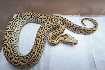 Pythons kaufen und verkaufen Foto: Python Bivittatus Hypo Labyrinth 66% het. Caramel 2024