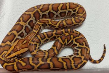 Pythons kaufen und verkaufen Foto: Python Bivittatus Caramel het. Albino 2024