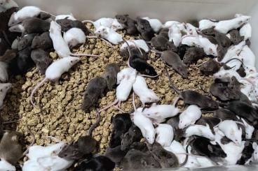 Feeder animals kaufen und verkaufen Photo: Frozen mices - free delivery to Hamm 8.3.2025