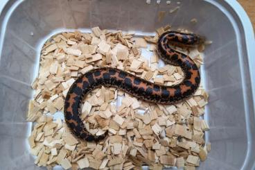 Schlangen kaufen und verkaufen Foto: Special offer - Gongylophis colubrinus loveridgei for Hamm 8.3.2025