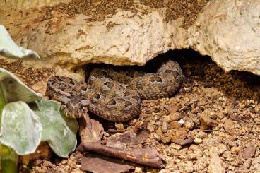 Venomous snakes kaufen und verkaufen Photo: 0,1 Bitis rubida, Sutherland, CB 8/21