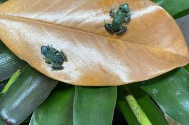 Poison dart frogs kaufen und verkaufen Photo: Oophaga Pumilio / dendrobate auratus / ranitomeya 