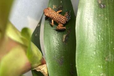 Frösche  kaufen und verkaufen Foto: Oophaga pumilio                     