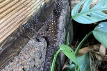 Echsen  kaufen und verkaufen Foto: Anolis oculatus winstoni              