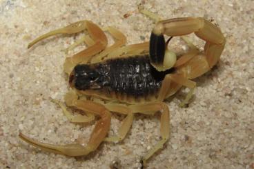 Skorpione kaufen und verkaufen Foto: Hi, I have some surplus scorpions from my breeding: