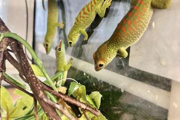 Geckos kaufen und verkaufen Photo: Phelsuma grandis "High red" CB24