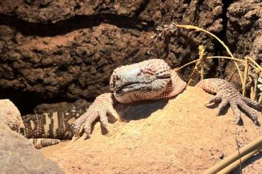 Lizards kaufen und verkaufen Photo: Heloderma horridum exasperatum 0.1