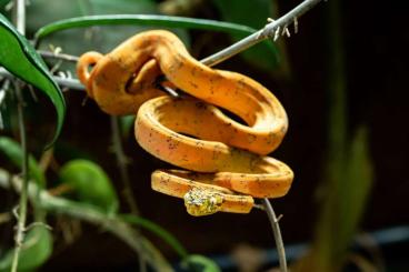 Schlangen kaufen und verkaufen Foto: Corallus hortulana CB24 ATB