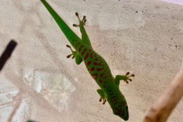 Geckos kaufen und verkaufen Photo: Phelsuma grandis "High red" CB24