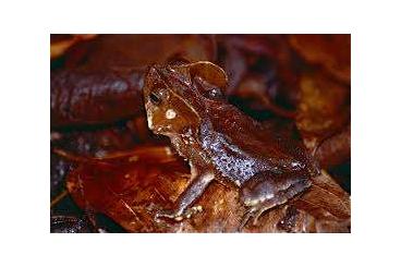 frogs kaufen und verkaufen Photo: Rhinella margaritifera . 