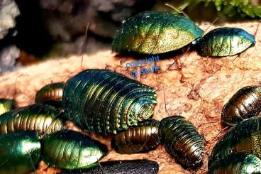 Insects kaufen und verkaufen Photo: Smaragdschaben / Pseudoglomeris magnifica Gruppen oder einzeln