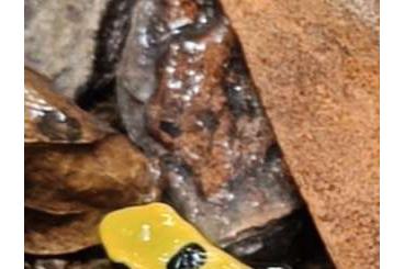 Poison dart frogs kaufen und verkaufen Photo: D. tinctorius citronella D.t.regina D.auratus Pena blanca 