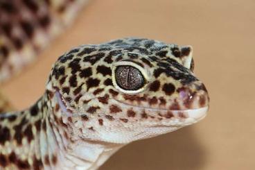 Geckos kaufen und verkaufen Photo: F2 WF Leopardgeckos (Eublepharis macularius macularius)