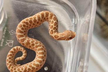 Snakes kaufen und verkaufen Photo: Heterodon Nasicus Hognoses 2024 